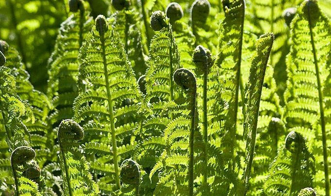samambaia de avestruz como plantar