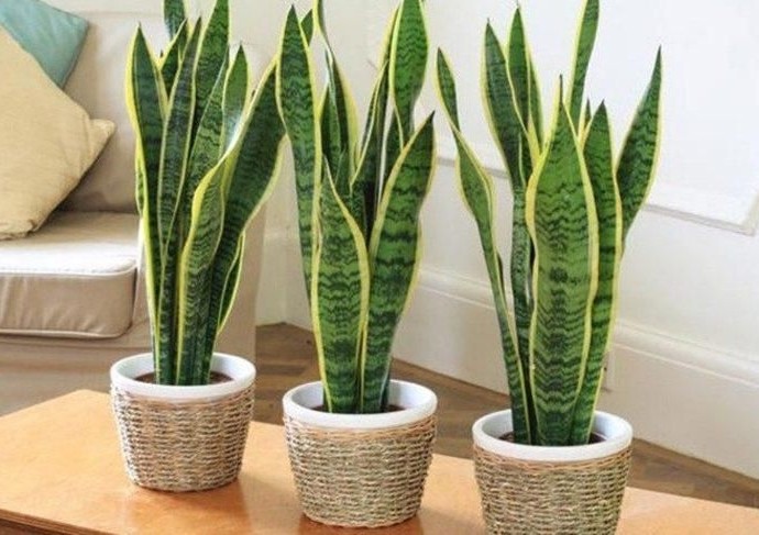 sansevieria