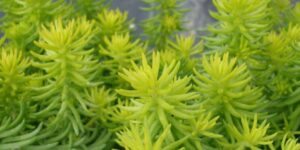 sedum rupestre