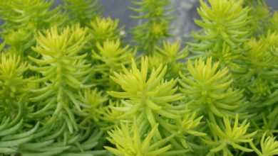 sedum rupestre