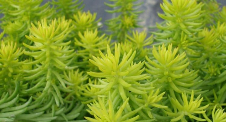 sedum rupestre