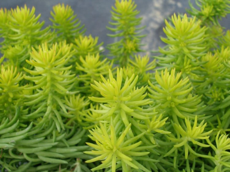 sedum rupestre