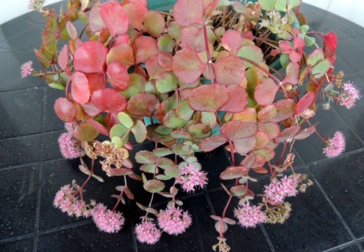 sedum sieboldii