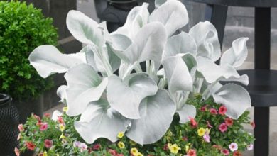 senecio asas de anjo