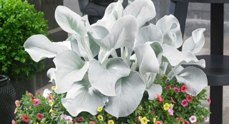 senecio asas de anjo