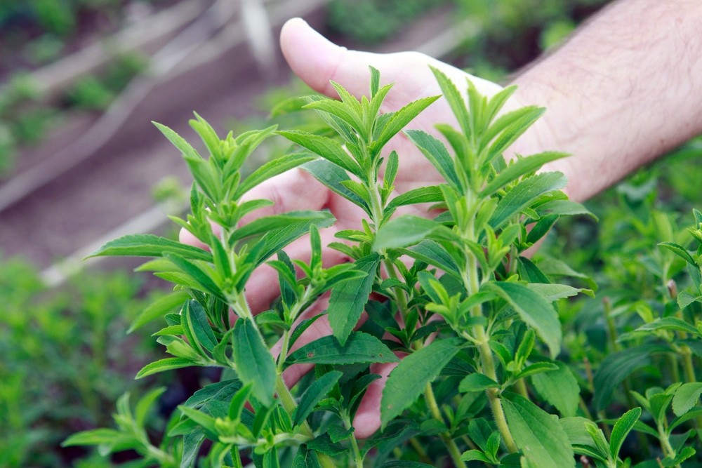 stevia como plantar