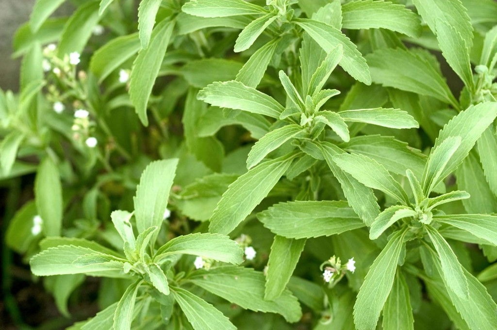 stevia