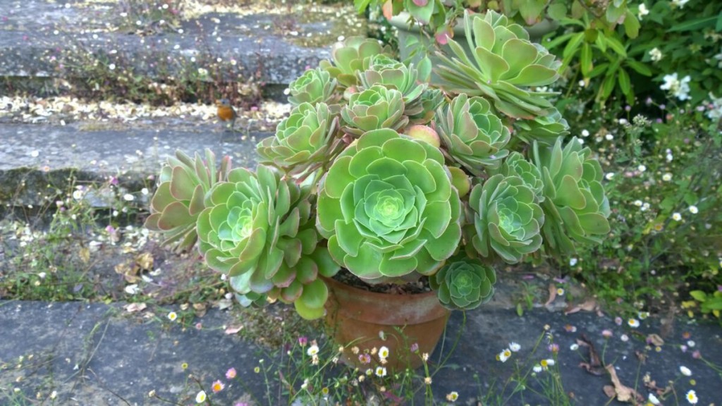 suculenta aeoniums como planta