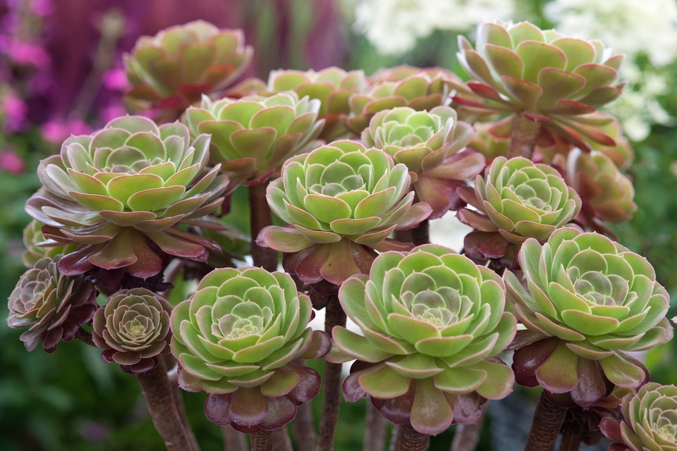 suculenta aeoniums