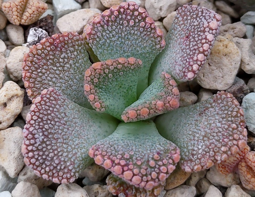 suculenta titanopsis