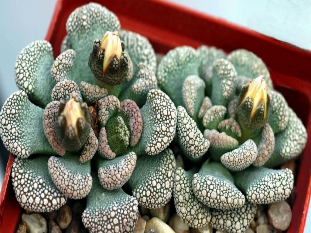 suculenta titanopsis como plantar