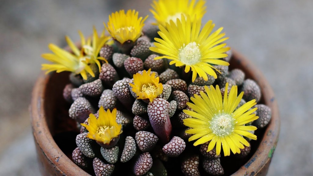 suculenta titanopsis