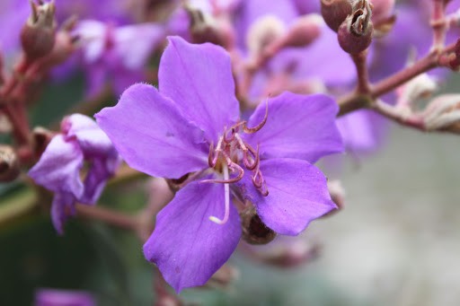 tibouchina