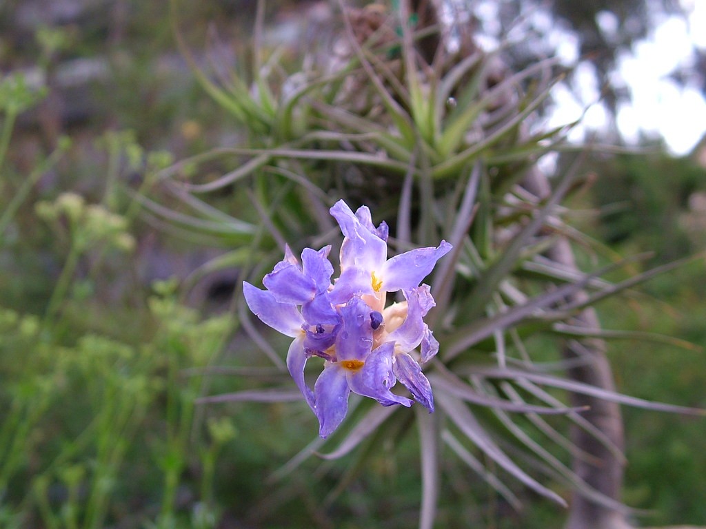 tillandsia bergeri 