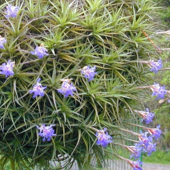 tillandsia bergeri como plantar