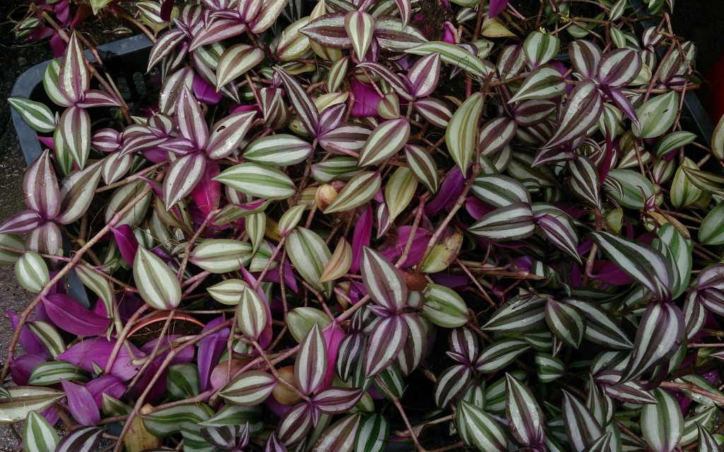 tradescantia zebrina