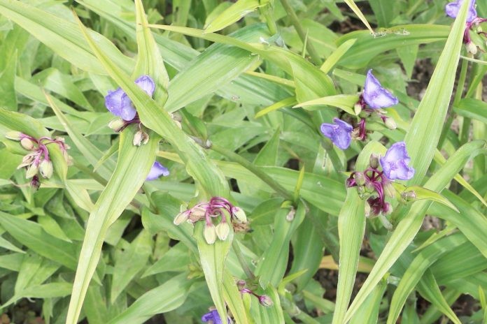 tradescantia