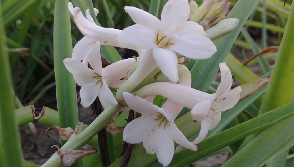 tuberosa