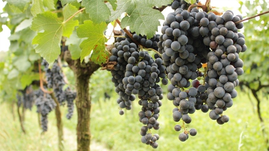 uva tannat como plantar