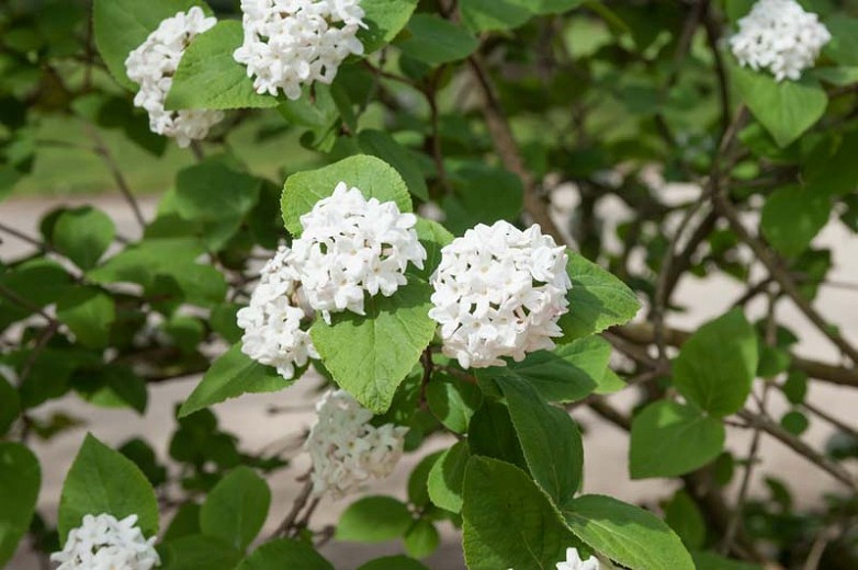 viburnum como plantar