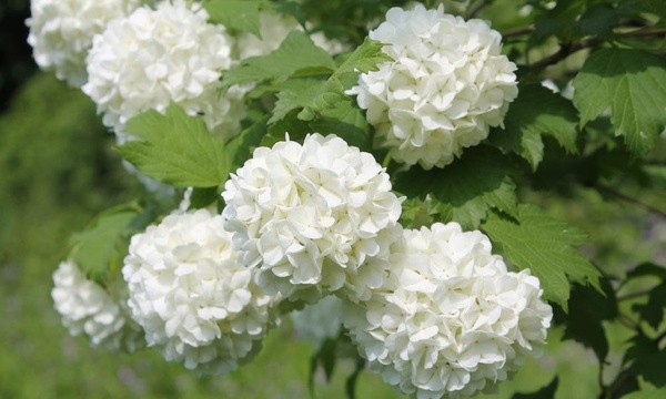 viburnum