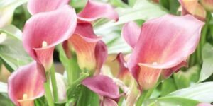 zantedeschia