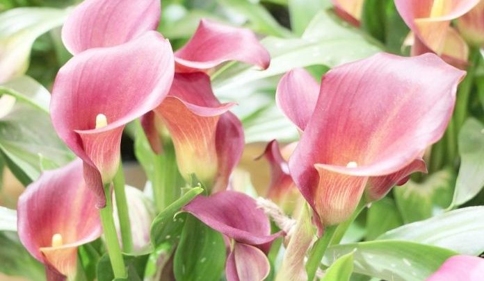 zantedeschia