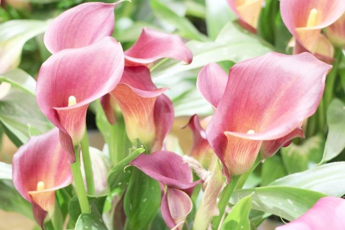 zantedeschia